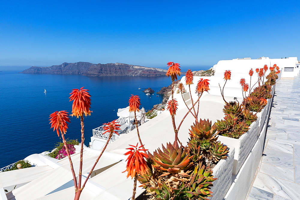 Red hot poker flowering plants (Kniphofia) (tritoma) (torch lily) (knofflers) line the street in Oia, Santorini, Cyclades, Greek Islands, Greece, Europe