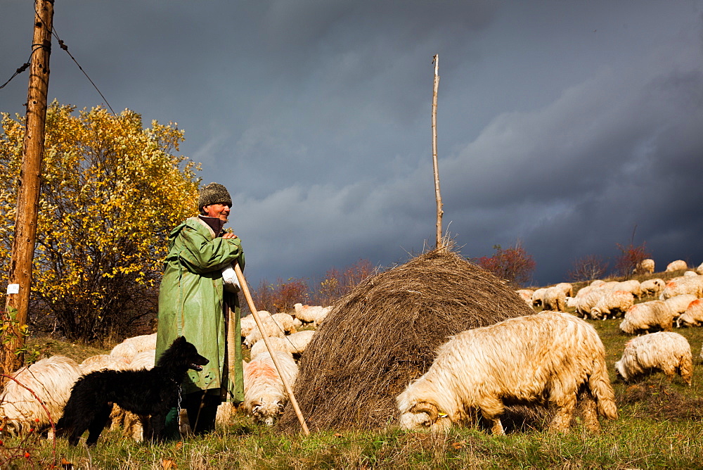 Shepherd with his dog and herd of sheep, Transylvania, Romania, Europe