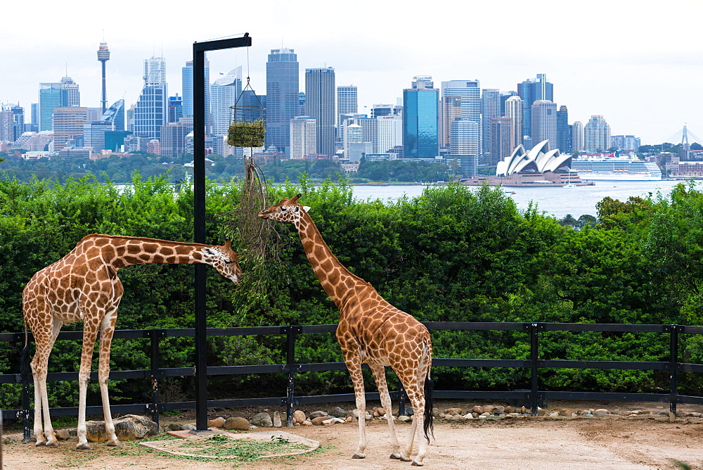 Tarronga Zoo's giraffes with Sydney city skyline behind, Sydney, New South Wales, Australia, Pacific