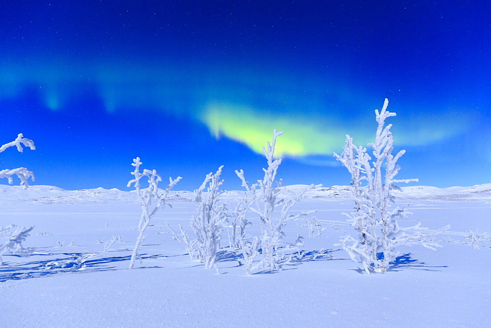 Northern lights turn green the night sky lit by the full moon, Riskgransen, Norbottens Ian, Lapland, Sweden, Scandinavia, Europe