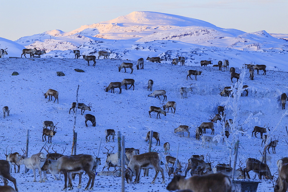 Reindeer grazing, Riskgransen, Norbottens Ian, Lapland, Sweden, Scandinavia, Europe