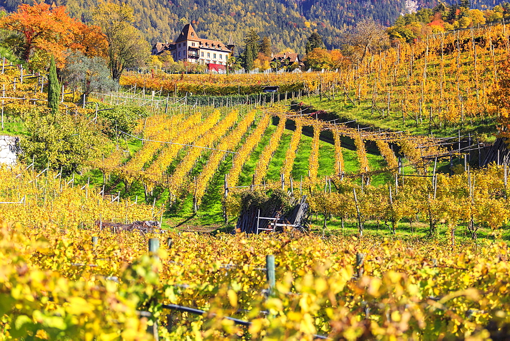 Labers Castle set in the middle of vineyards, Castel Labers, Merano, Val Venosta, Alto Adige-Sudtirol, Italy, Europe