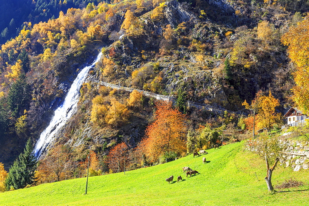 Herd of cows grazing at the foot of the waterfall, Parcines Waterfall, Parcines, Val Venosta, Alto Adige-Sudtirol, Italy, Europe