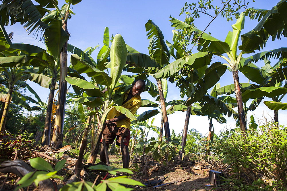 A young boy working on his farm and listening to the radio, Uganda, Africa