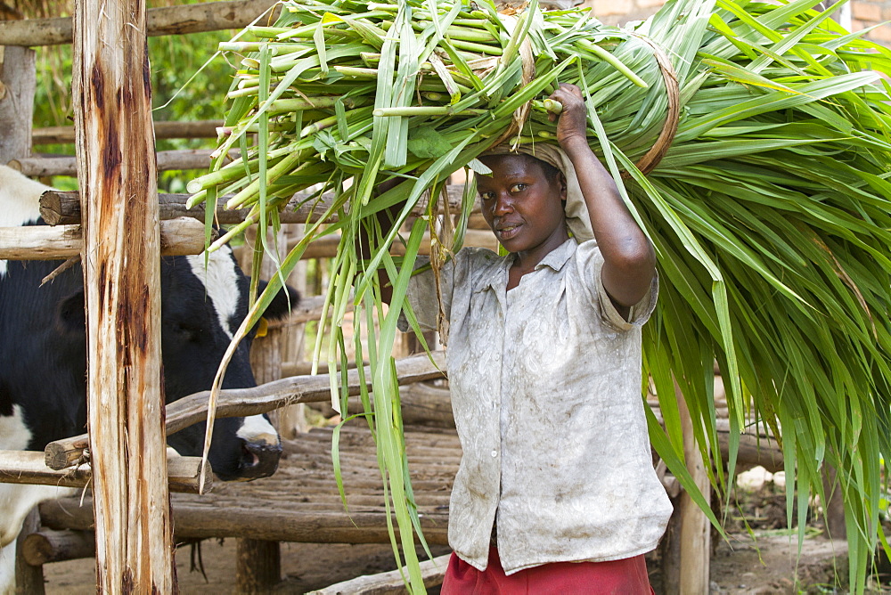 A female farmer carries long grass on her head to feed her cow, Uganda, Africa