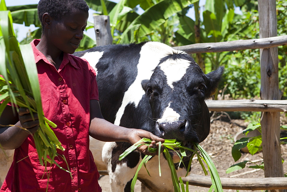 A woman feeds her cow long grass, Uganda, Africa