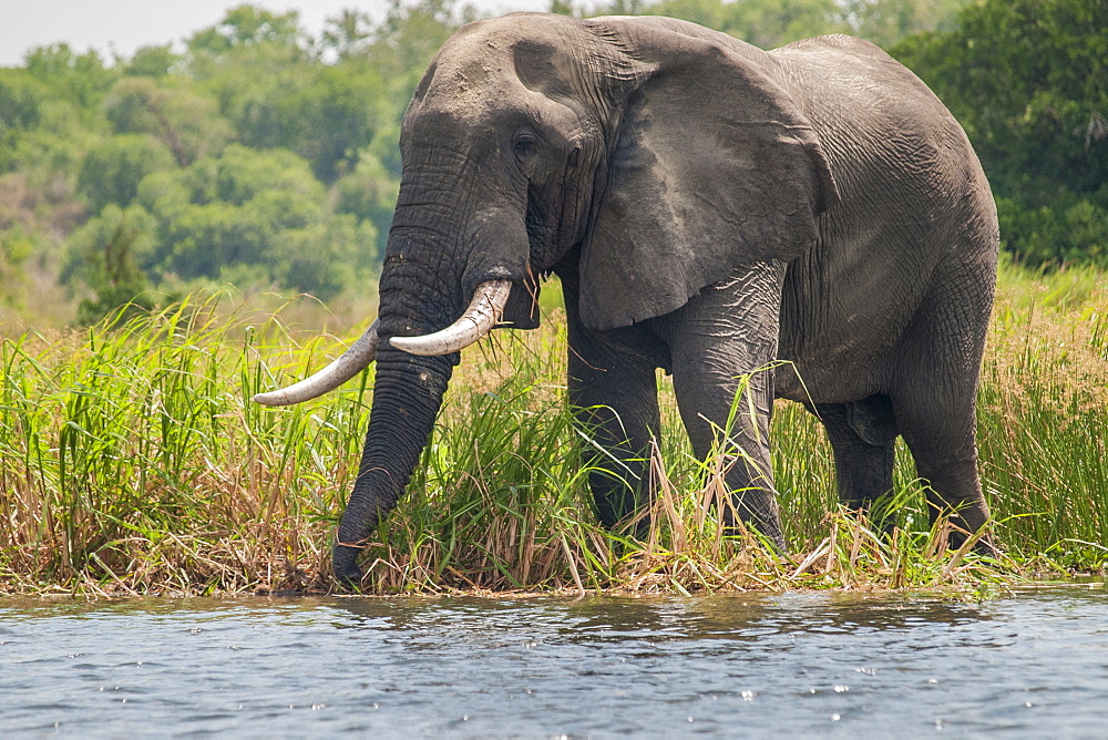 An African elephant feeds on the long grass on the banks of the River Nile in Uganda, Africa