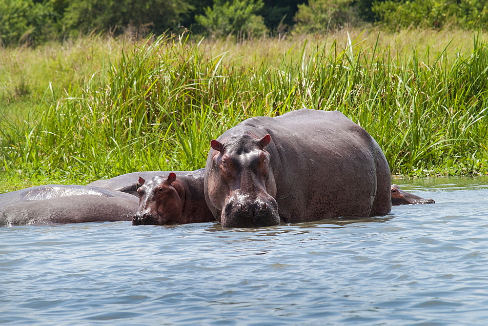 An adult and baby hippo in the shallows near the bank of the River Nile, Uganda, Africa