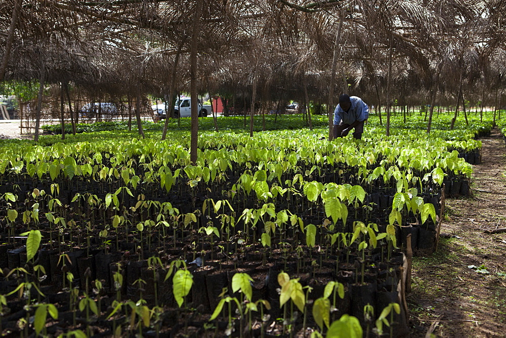 A man tends to small cocoa trees at a cocoa nursery in Ghana, West Africa, Africa