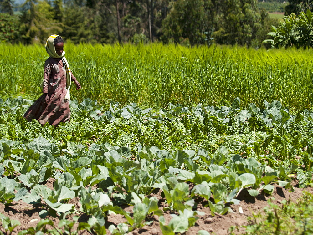 A young girl runs through a field of cabbages, Ethiopia, Africa