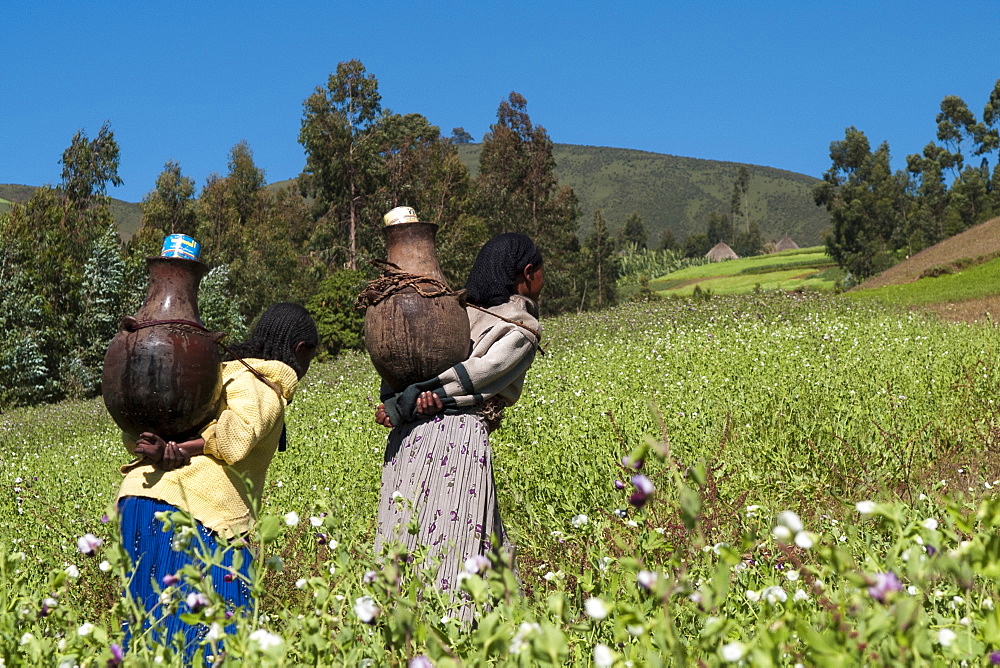 Two women walk through the fields carrying traditional pots full of water, Ethiopia, Africa