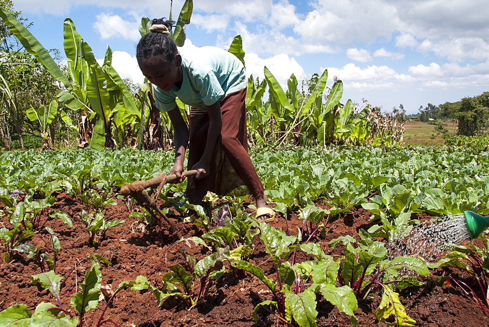 A young girl helps to weed the field of cabbages on her family farm, Ethiopia, Africa