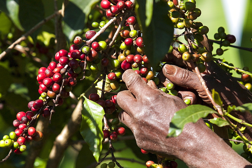 A man picks some red coffee beans from a coffee plant, Ethiopia, Africa