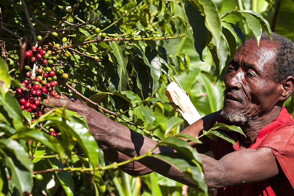 A man picks some red coffee beans from a coffee plant, Ethiopia, Africa