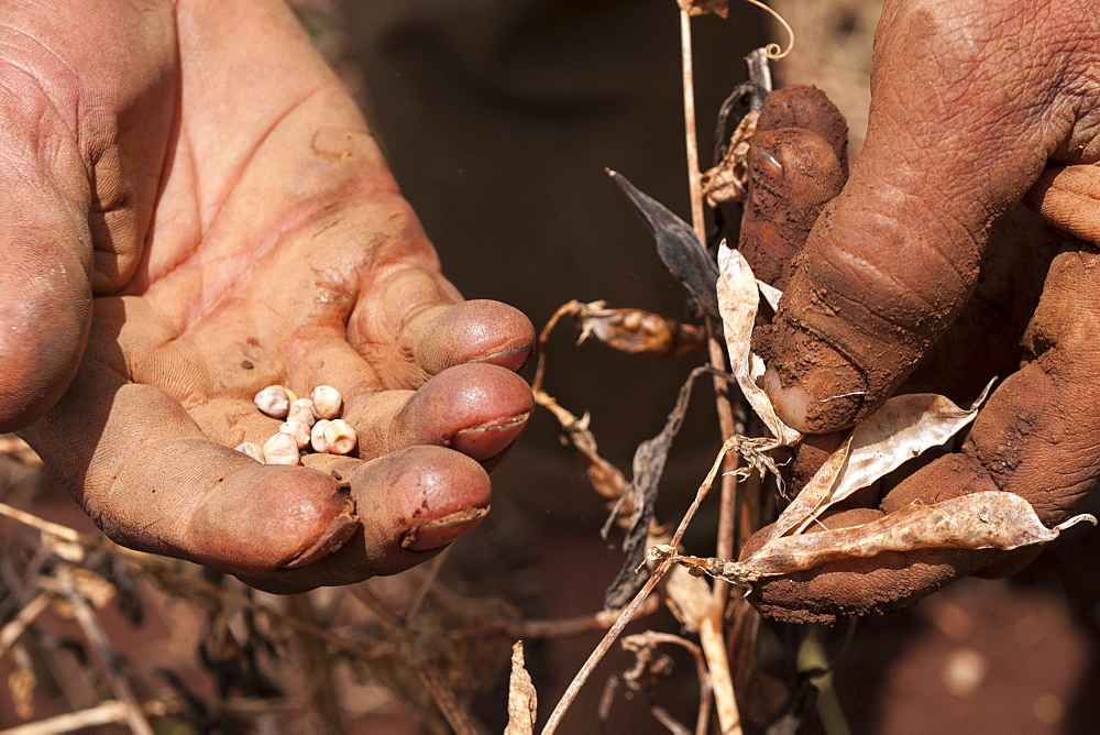 A male farmer examines his failed crop, Ethiopia, Africa