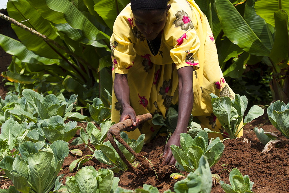 A woman weeds her crop with a hoe, Ethiopia, Africa