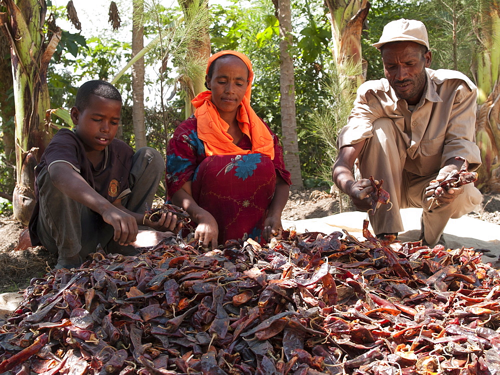 A farmer and his wife and son put their chillies out to dry in the sun, Ethiopia, Africa