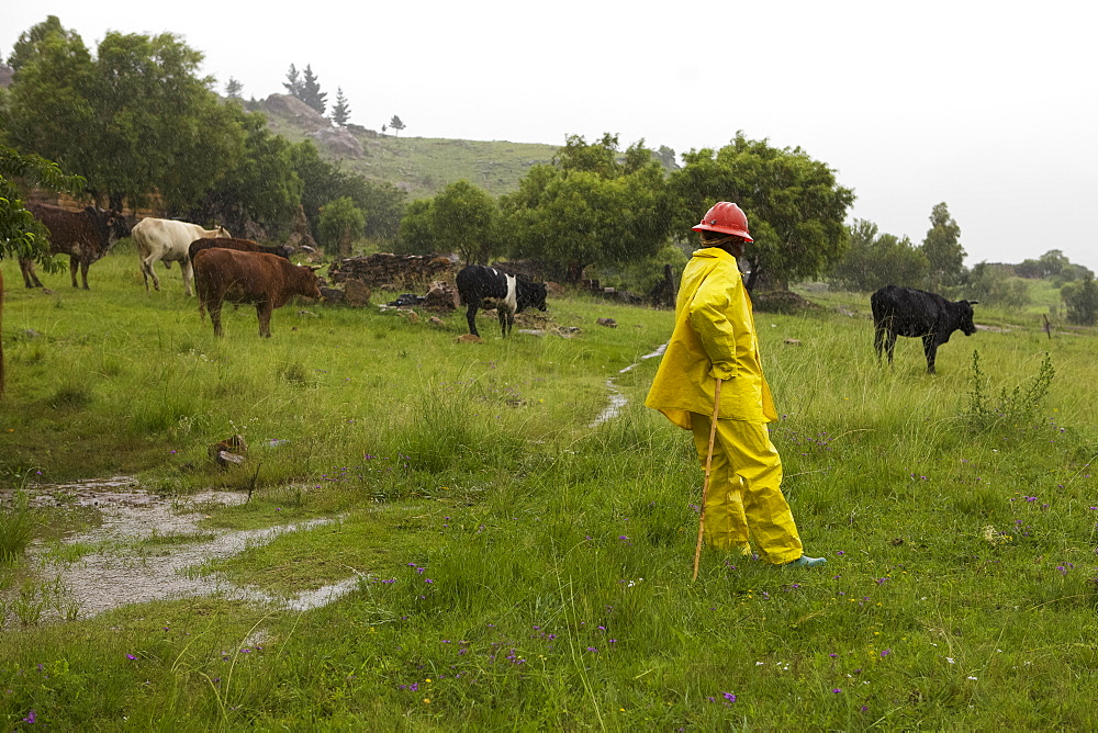 A farmer wearing a yellow raincoat and hard hat to protect him from the heavy rain while looking after his cattle, Lesotho, Africa