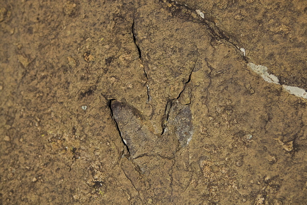 Dinosaur foot prints in the rock on the mountains behind Morija Guest house, Lesotho, Africa