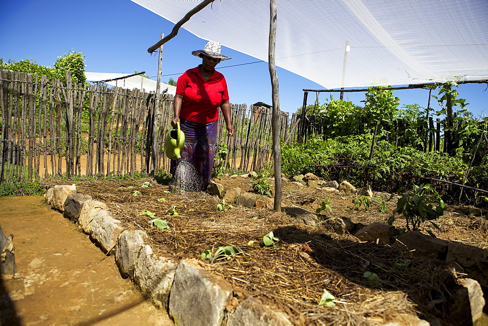 A female farmer watering her vegetables with a watering can, Lesotho, Africa