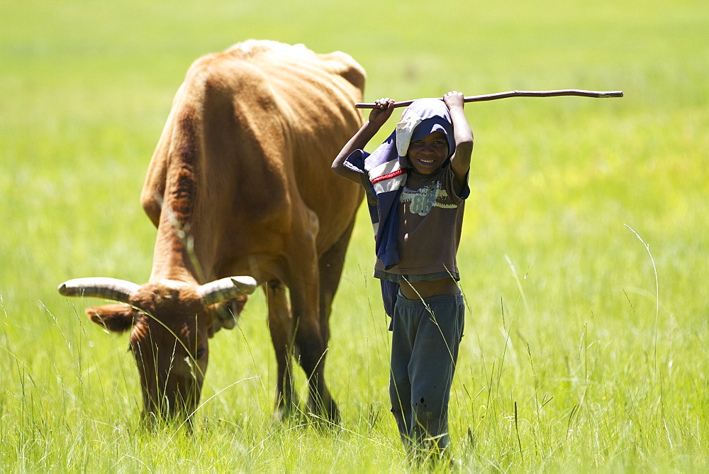 A small boy looks after his families cows, Lesotho, Africa