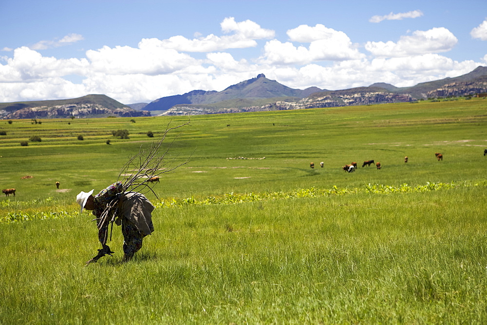 A woman collecting firewood rural Lesotho, Africa