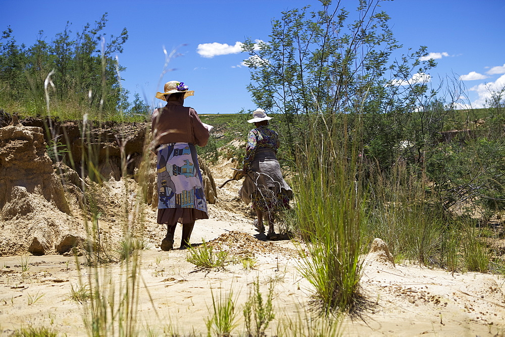 Woman planting trees in a donga, a dry gully formed by running water, to help bind the soil, Lesotho, Africa