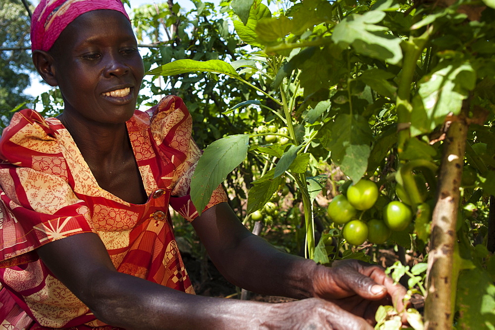 A female farmer looks after her tomato plant, Uganda, Africa