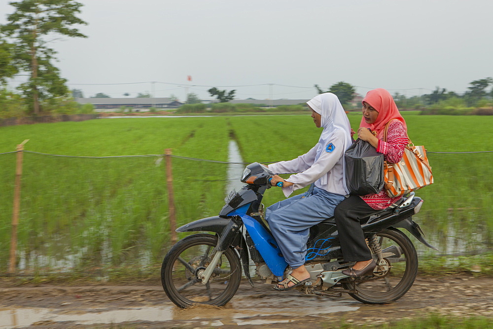 Two women riding past paddy fields on a motorbike, Indonesia, Southeast Asia, Asia