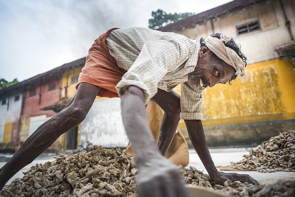 Sorting ginger at a market in Fort Kochi (Cochin), Kerala, India, Asia