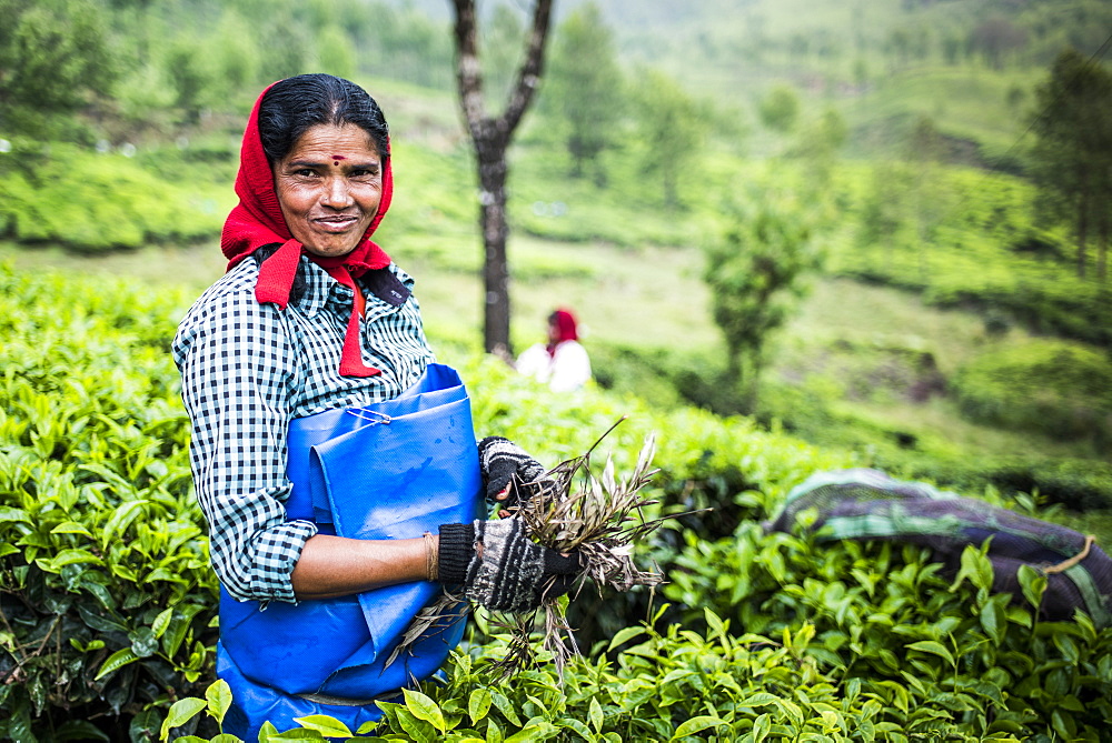 Tea pickers on a tea estate in the plantations near Munnar in the Western Ghats Mountains, Kerala, India, Asia