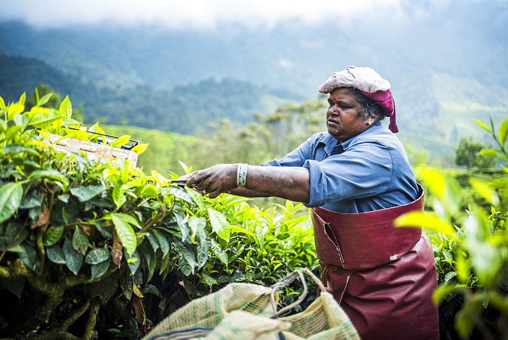 Tea pickers on a tea estate in the plantations near Munnar in the Western Ghats Mountains, Kerala, India, Asia