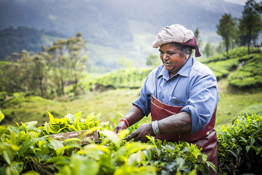 Tea pickers on a tea estate in the plantations near Munnar in the Western Ghats Mountains, Kerala, India, Asia