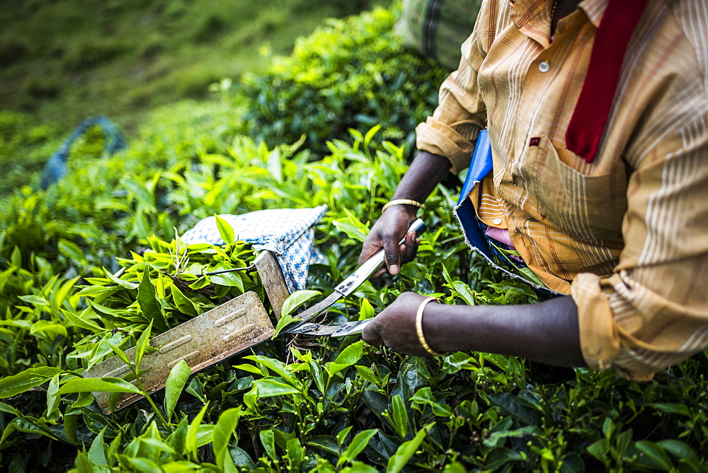 Tea pickers on a tea estate in the plantations near Munnar in the Western Ghats Mountains, Kerala, India, Asia