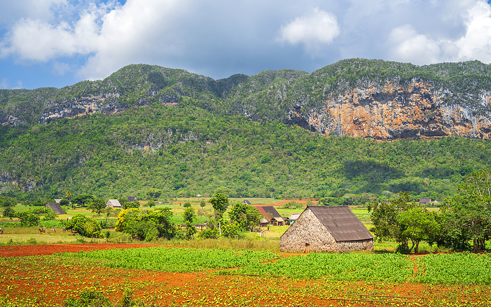 Tobacco field in Vinales National Park, UNESCO World Heritage Site, Pinar del Rio Province, Cuba, West Indies, Caribbean, Central America