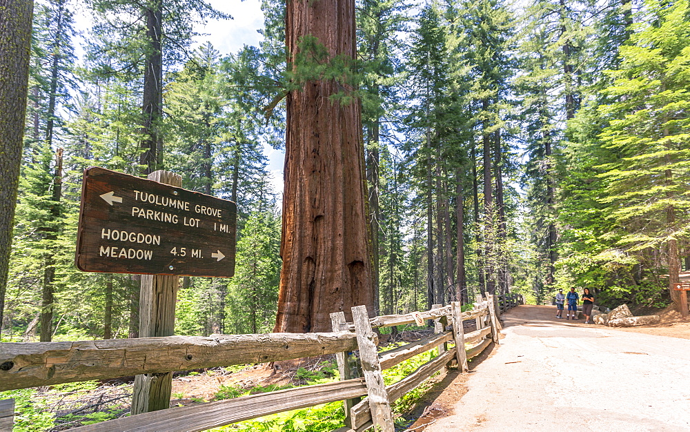 Giant Sequoias, Yosemite Valley, UNESCO World Heritage Site, California, United States of America, North America