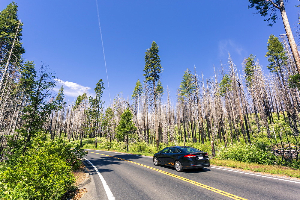 A forest fire destroys an area of forest in Yosemite Valley in the Yosemite National Park, UNESCO World Heritage Site, California, United States of America, North America