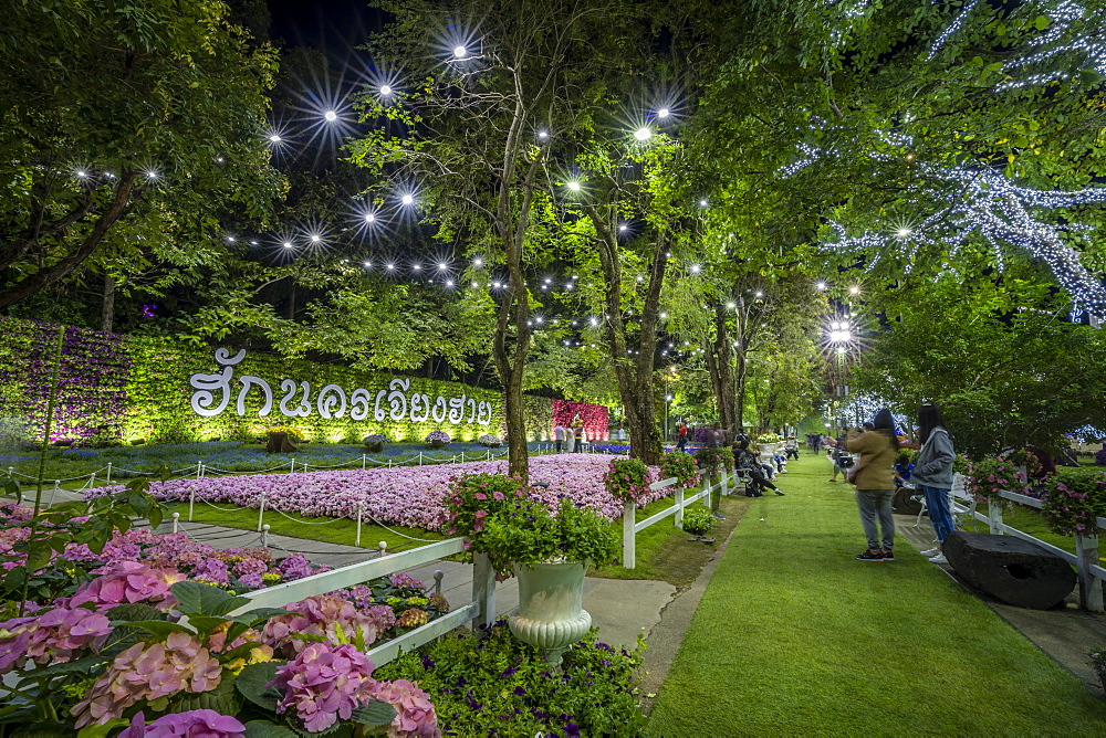 Beautiful and colourful flowers in Chiang Rai Flower Festival at night, Chiang Rai, Thailand, Southeast Asia, Asia