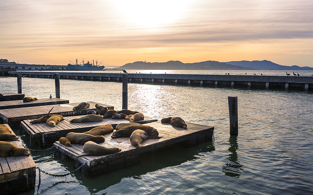 Sea Lions on Pier 39 in Fishermans Wharf, San Francisco, California, United States of America, North America