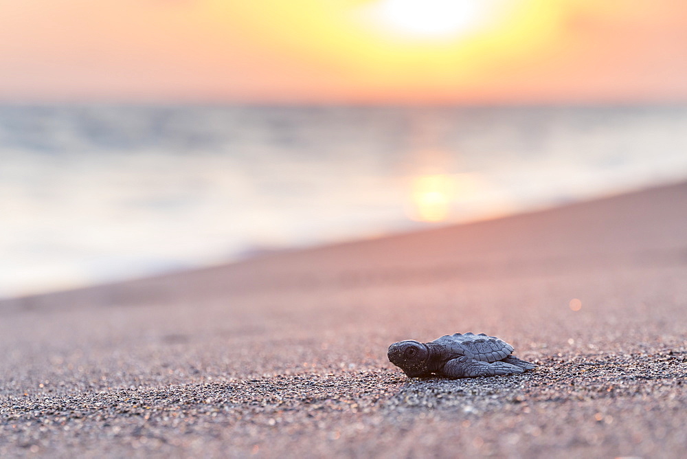 Released baby turtle from the local hatchery on its way to the ocean, Monterrico, Guatemala, Central America