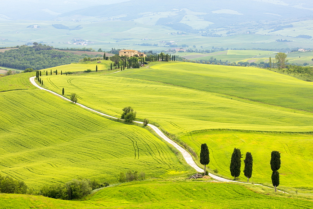 Cypress trees and green fields at Agriturismo Terrapille (Gladiator Villa) near Pienza in Tuscany, Italy, Europe