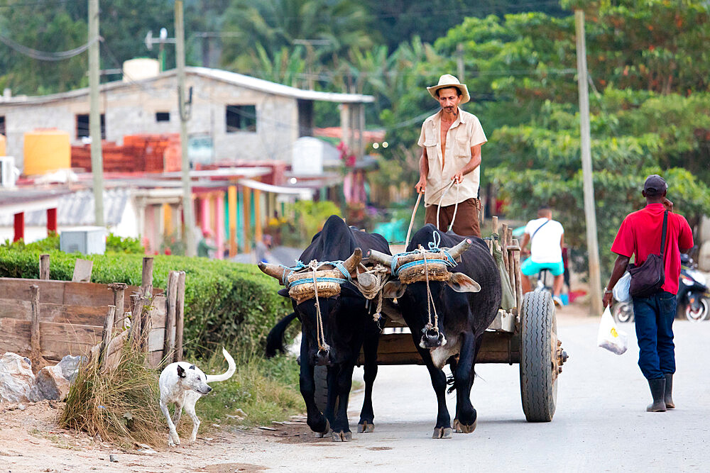 Farmer on cart pulled by oxen, Vinales, UNESCO World Heritage Site, Cuba, West Indies, Caribbean, Central America