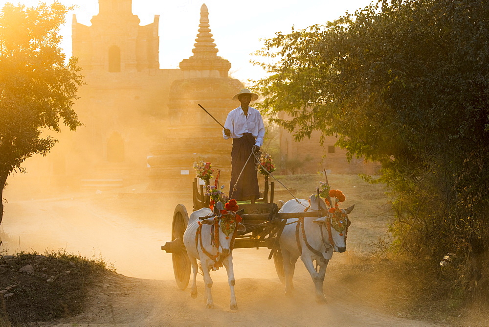 Oxen and cart driven through the dust near an ancient temple at sunset in Bagan (Pagan), Myanmar (Burma), Asia