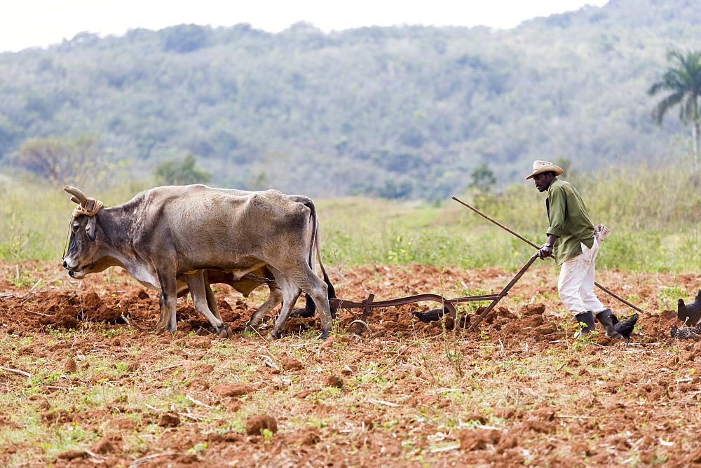 Tobacco farmer ploughing a tobacco field with oxen in Vinales, Pinar del Rio, Cuba, West Indies, Caribbean, Central America