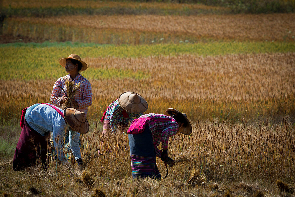 Harvesting, Kalaw, Shan State, Myanmar (Burma), Asia