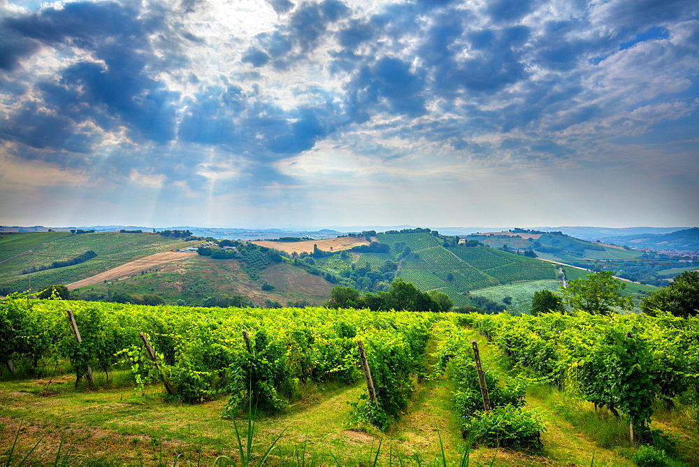 Vigneto Utopia, Poggio San Marcello, Jesi, Ancona, Marche, Italy, Europe