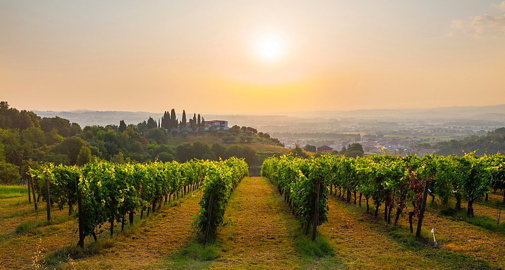 Castelbellino, Marche, Italy, Europe