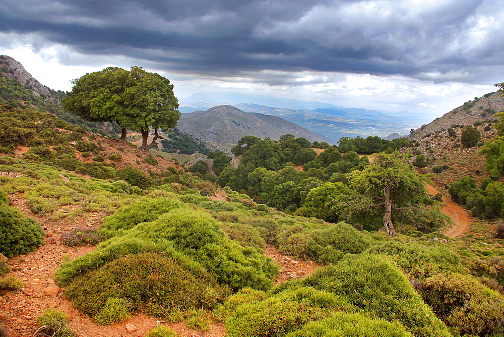 Lassithi plateau, Crete Island, Greek Islands, Greece, Europe