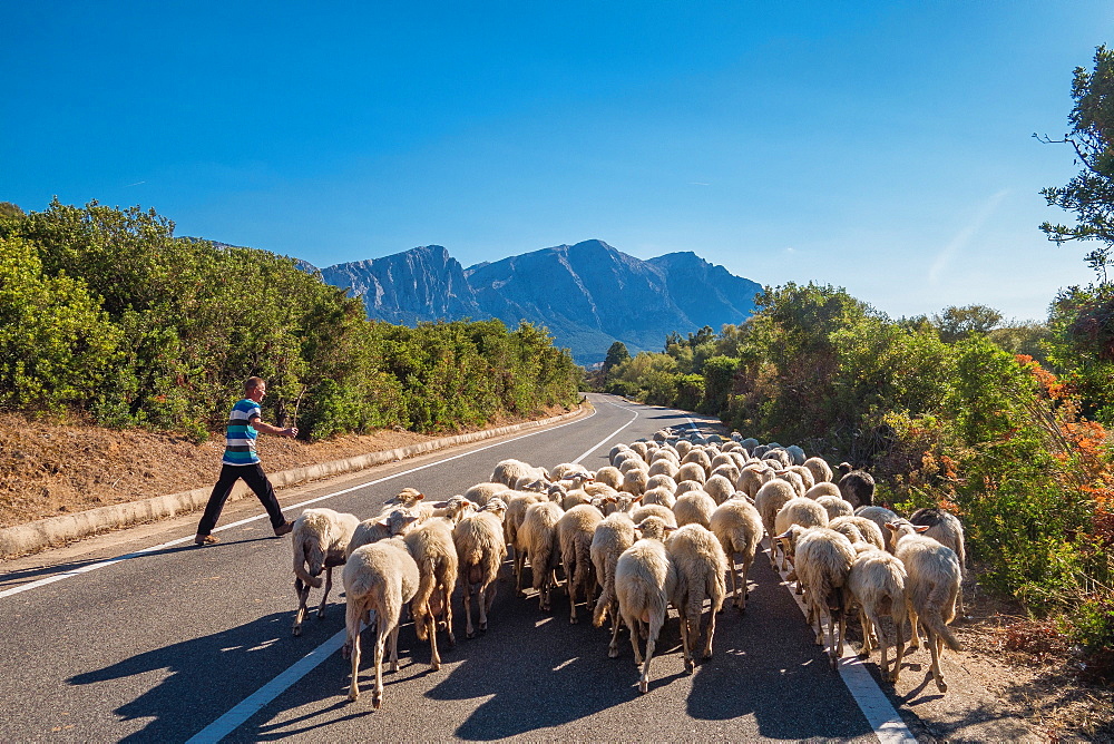 Shepherd with flock on road to Orgosolo in Sardinia, Italy, Europe