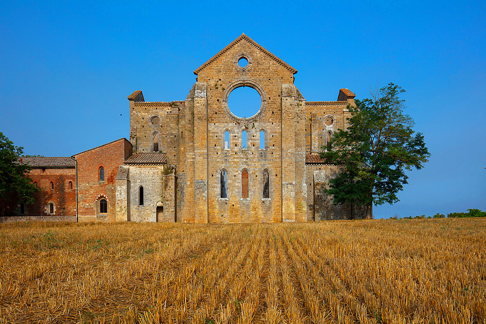 Abbey of San Galgano, Chiusdino, Siena, Tuscany, Italy, Europe